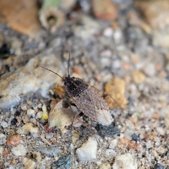 Emblethis vicarius