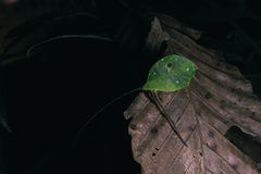 Typophyllum mortuifolium