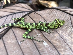 Anolis princeps