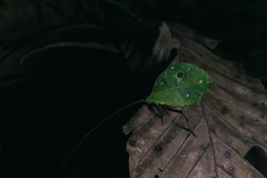 Typophyllum mortuifolium