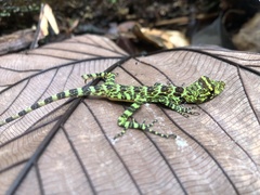 Anolis princeps