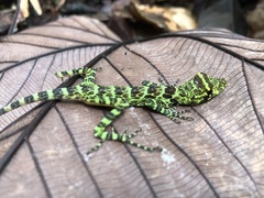 Anolis princeps