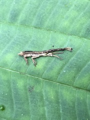 Ulocerus
