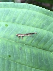 Ulocerus