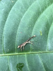 Ulocerus