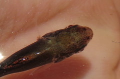Caligidae