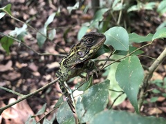 Enyalioides laticeps