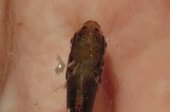 Caligidae