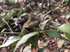Enyalioides laticeps