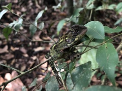 Enyalioides laticeps