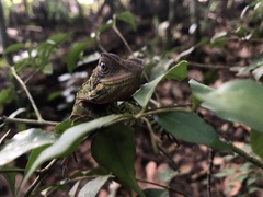 Enyalioides laticeps