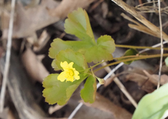 Waldsteinia