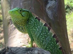 Polychrus gutturosus