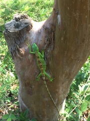 Polychrus gutturosus