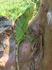 Polychrus gutturosus