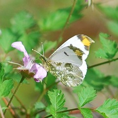 Anthocharis scolymus