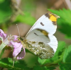 Anthocharis scolymus