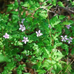 Rubus pungens oldhamii