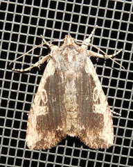 Lithophane hemina