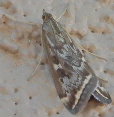 Loxostege munroealis