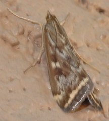 Loxostege munroealis