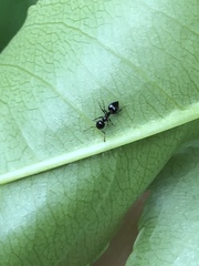 Crematogaster cerasi