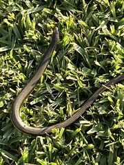 Ophisaurus ventralis image