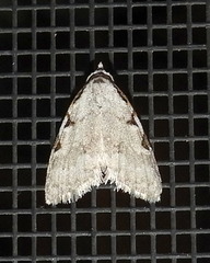 Nola triquetrana