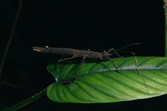 Creoxylus