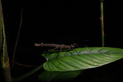 Creoxylus