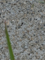 Monomorium ergatogyna