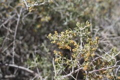 Grayia spinosa