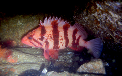 Sebastes nigrocinctus