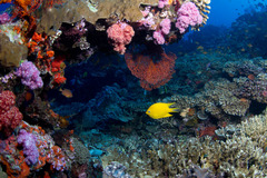 Amblyglyphidodon aureus