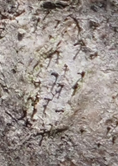 Phaeocalicium curtisii