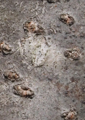 Phaeocalicium curtisii