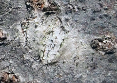 Phaeocalicium curtisii