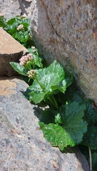 Adenostyles briquetii