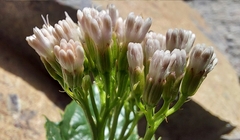 Adenostyles briquetii