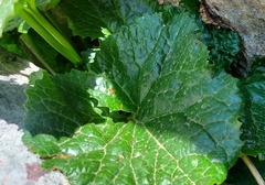 Adenostyles briquetii