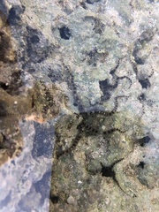 Ophiocoma scolopendrina