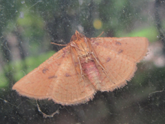 Striglina cancellata