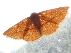 Striglina cancellata