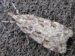 Scoparia isochroalis