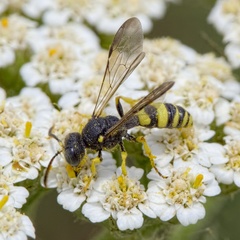 Cerceris sabulosa