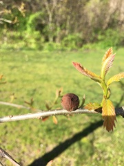 Disholcaspis quercusglobulus