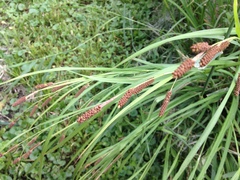 Carex shortiana
