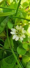 Cerastium fontanum