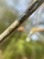 Callirhytis medularis