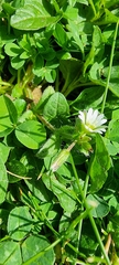 Cerastium fontanum